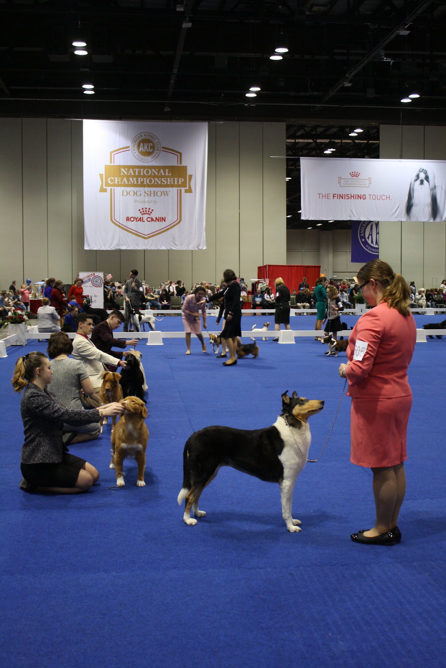 Kennel Club Obedience Competition Dog Obstacle Course Competition